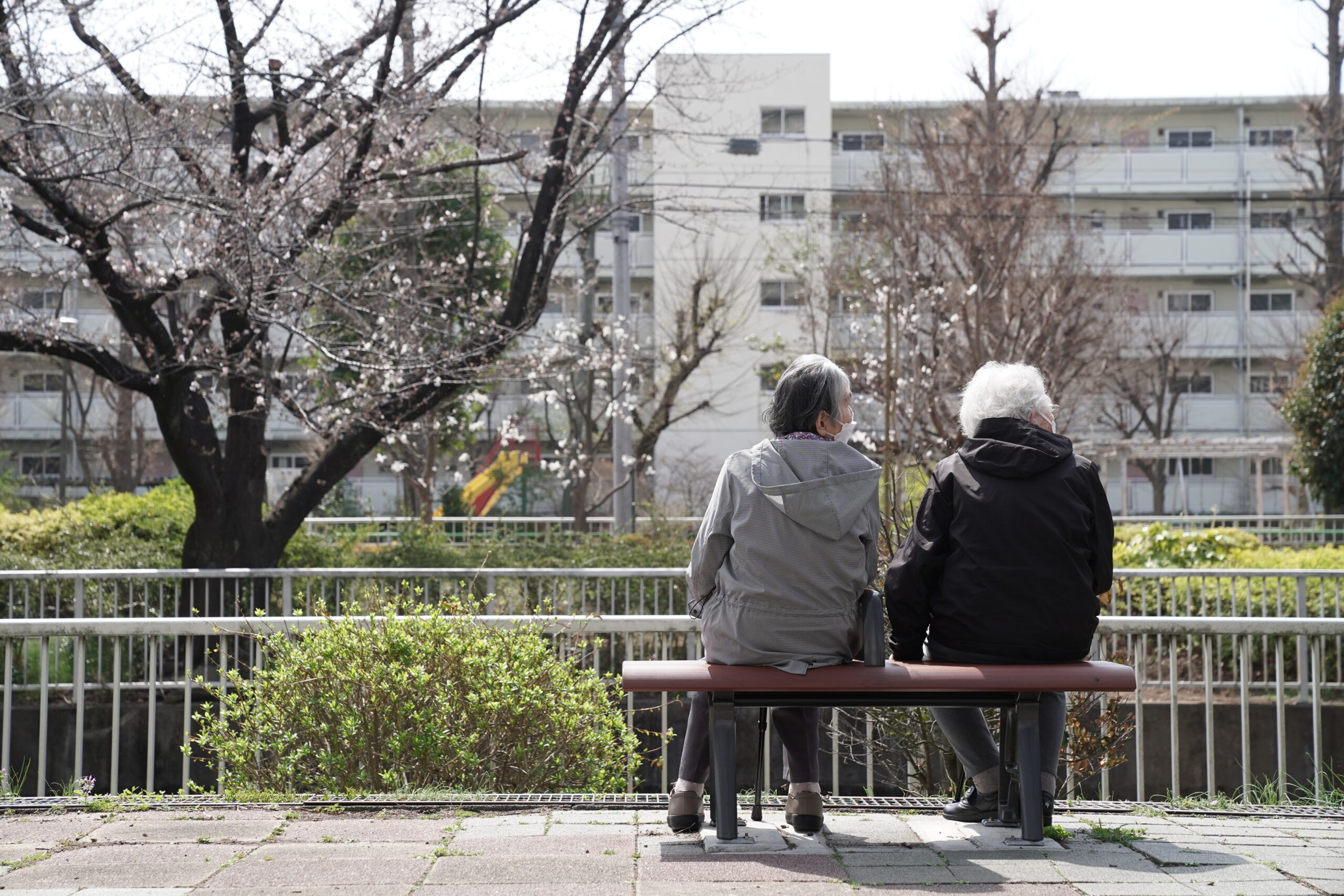【練馬KG】お花見に行ってきました。（3/27,28,29）